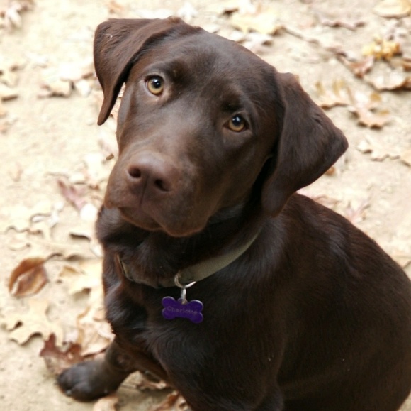 Meet your Posher, Julie - Picture 1 of 2